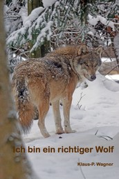 Ich bin ein richtiger Wolf - Ein Wolf räumt mit Vorurteilen auf.