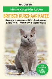 Britisch Kurzhaar Katze - Erziehung, Ernährung und Pflege der Britisch Kurzhaar Katzen