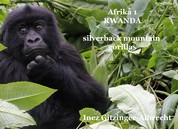 Afrika 1 Ruanda - Silverback Mountain Gorillas - Fotodokumentation