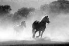 Steven Baumann: Sophie & Max die schlauen Pferde 
