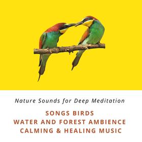 Nature Sounds for Deep Meditation: Song Birds, Water & Forest Ambience, Bird Calls, Calming & Healing Music