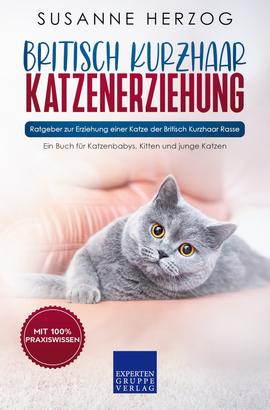 Britisch Kurzhaar Katzenerziehung - Ratgeber zur Erziehung einer Katze der Britisch Kurzhaar Rasse